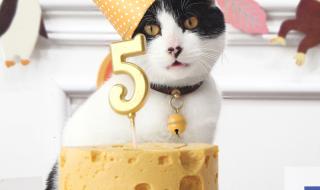 猫能吃蛋糕吗 猫咪能吃蛋糕吗